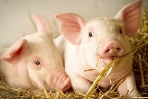 Giá heo hơi hôm nay 13/1/2026: Thị trường tăng 'nóng', lập đỉnh mới