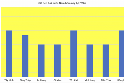 Giá heo hơi hôm nay 7/2/2026: Tiếp đà giảm tại miền Trung, miền Nam