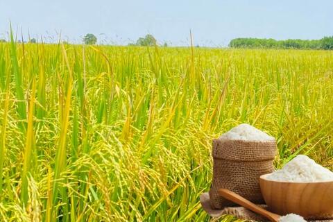 Giá lúa gạo hôm nay ngày 27/2/2026: Gạo Đài Thơm 8 tăng nhẹ