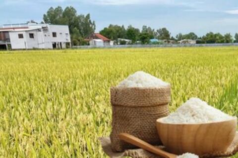 Giá lúa gạo hôm nay ngày 4/3/2026: Gạo xuất khẩu biến động nhẹ