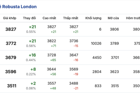 Giá cà phê hôm nay 7/3/2026: Đi ngang