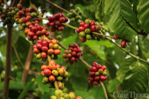 Giá cà phê Arabica và Robusta đồng loạt tăng