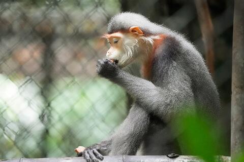 Hành trình hồi sinh “nữ hoàng linh trưởng” của rừng xanh