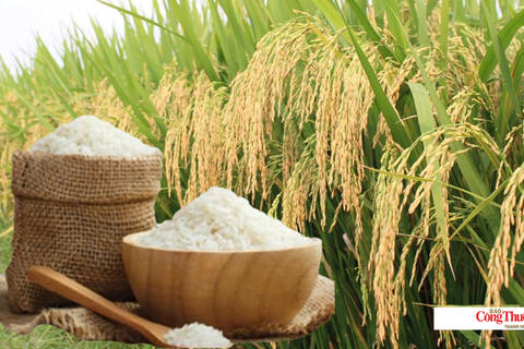 Giá lúa gạo hôm nay ngày 11/8/2026: Gạo nguyên liệu xuất khẩu tăng