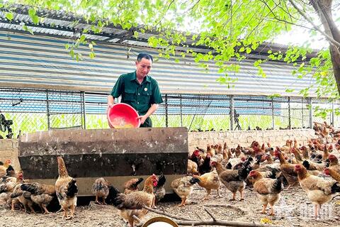 Cựu chiến binh làm giàu từ chăn nuôi