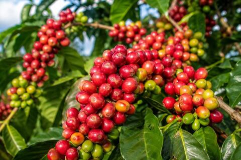 Bản tin nông sản hôm nay (27-8): Giá cà phê giảm, giá hồ tiêu ổn định