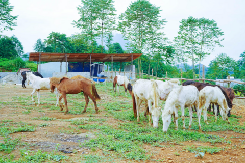 Bản Lầu (Lào Cai) phát triển chăn nuôi ngựa theo hướng hàng hóa