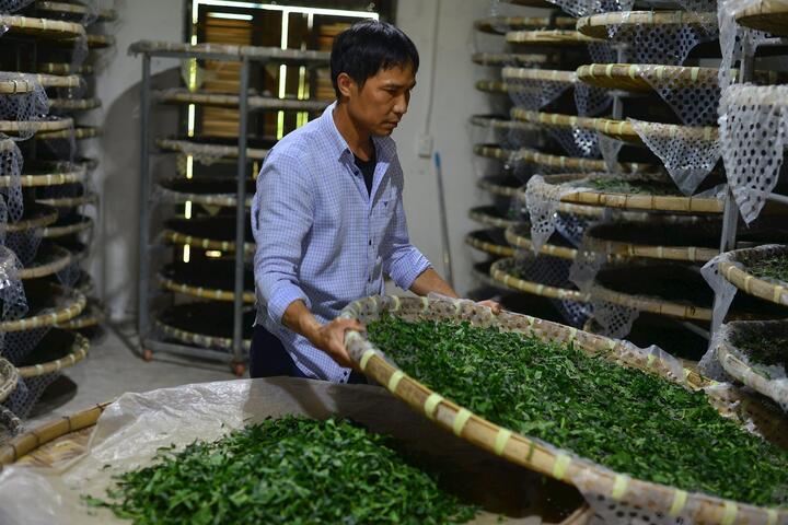 Nỗi lo của “thủ phủ” dâu tằm