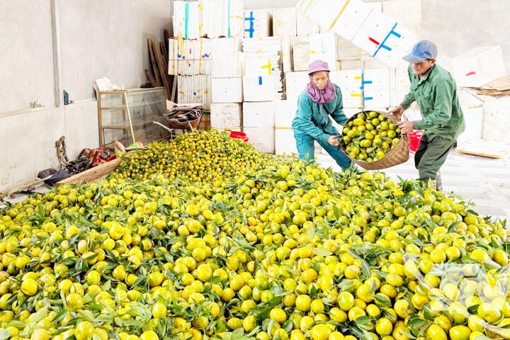 Ngọt lành vị quả, ấm no lòng người