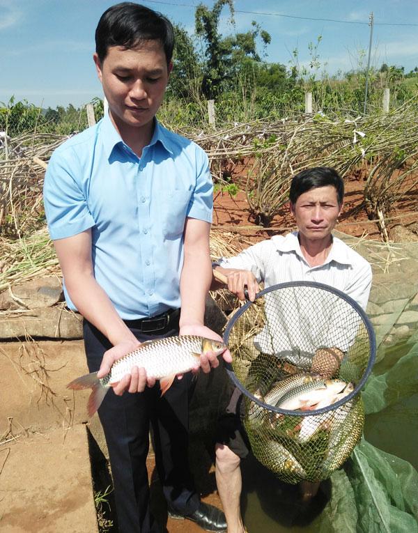 Cá chài nuôi xen ghép với cá chép và một số loài cá khác đem lại giá trị kinh tế cao.