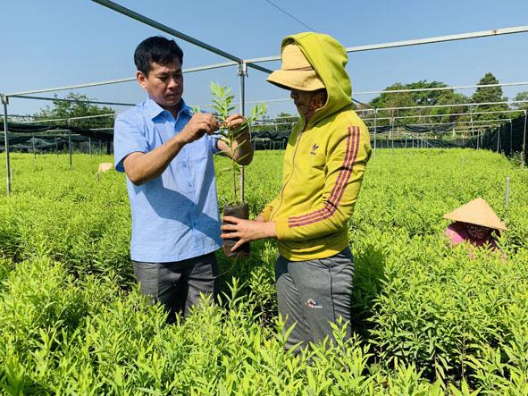 Vườn ươm giống cây đàn hương của ông Nguyễn Quang Tòa (thôn Hòa An, xã Ea Nuôl, huyện Buôn Đôn, tỉnh Đắk Lắk).