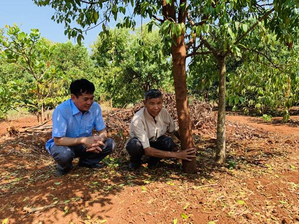Cây đàn hương được trồng xen vườn cà phê của gia đình ông Y Krih Hwing (buôn Niêng, xã Ea Nuôl, huyện Buôn Đôn, tỉnh Đắk Lắk).