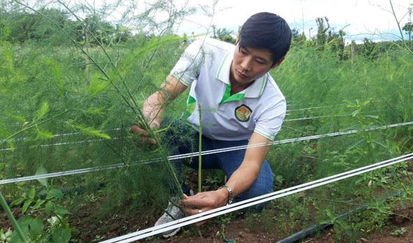 Anh Hồ Thế Mỹ đang kiểm tra vườn măng tây liên kết với người dân tại xã Cư Êbur, TP. Buôn Ma Thuột, tỉnh Đắk Lắk.