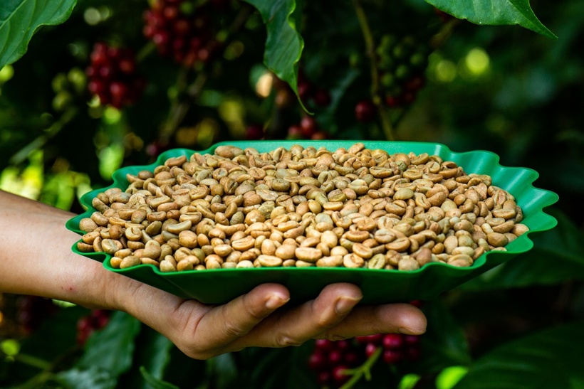 Mẫu cà phê Robusta đặc sản chế biến theo phương pháp honey. Ảnh minh họa