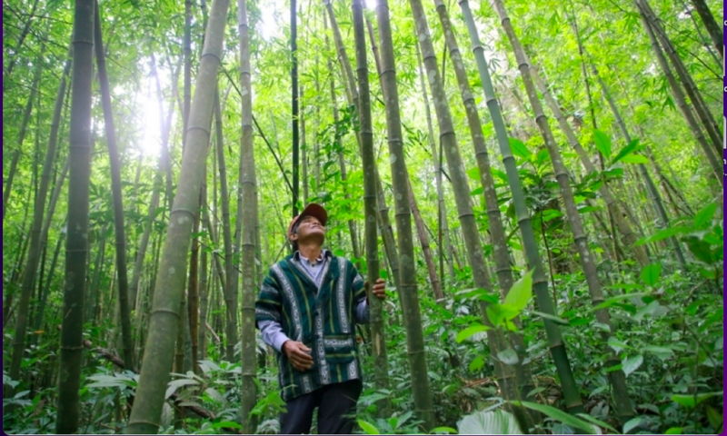 Thanh Hoá có diện tích tre, luồng lớn nhất cả nước. Ảnh minh hoạ