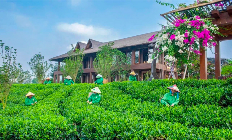 Tân Cương - một trong 'tứ đại danh trà' của Thái Nguyên. Ảnh minh hoạ