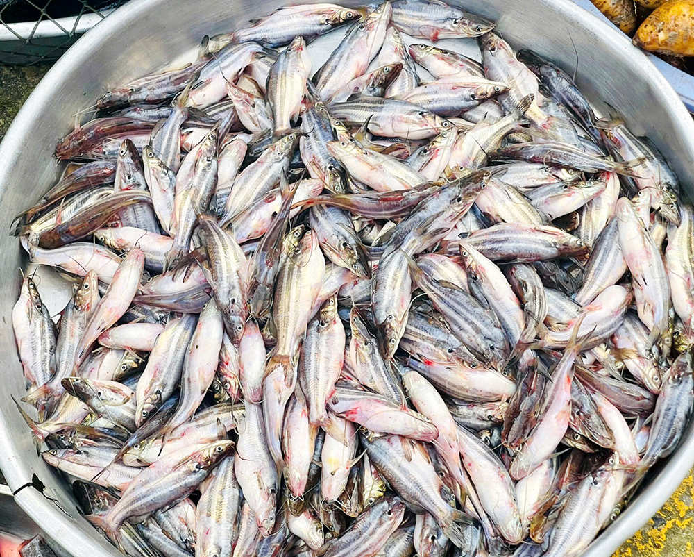 Năm nay lũ lớn, cá đồng nhiều nên nghề làm mắm cũng phát triển theo.