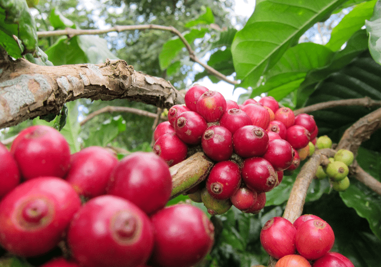 Giá cà phê Arabica ghi nhận mức tăng tới hơn 4% trong tuần giao dịch vừa qua, đạt mức 8.990 USD/tấn. Ảnh minh hoạ