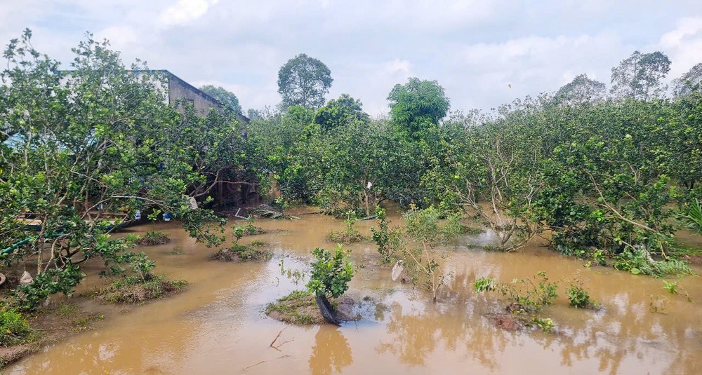 Triều cường dâng cao gây sạt lở, làm ngập nhiều vườn cây ăn trái.