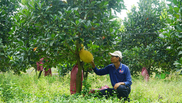 Ngành chức năng khuyến cáo nông dân thăm vườn thường xuyên, theo dõi tình hình mưa lũ và triều cường để có giải pháp khắc phục kịp thời.