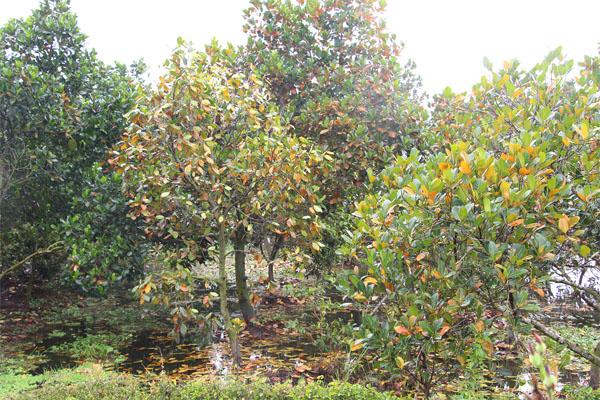 đã gây ngập úng cây ăn trái trên địa bàn tỉn