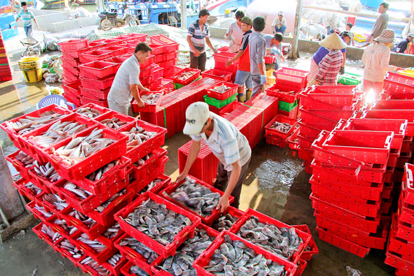 Tỉnh giám sát toàn bộ sản lượng thủy sản bốc dỡ qua cảng. Ảnh: Bá Thi