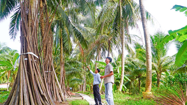 Xã Trung Hiệp tập trung phát triển mô hình trồng dừa hữu cơ.