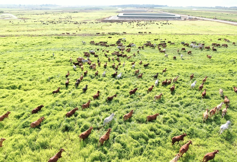 "Dự án Trang trại chăn nuôi bò thịt" tại xã Ia Púch có quy mô 155 ha. Ảnh: THACO AGRI.
