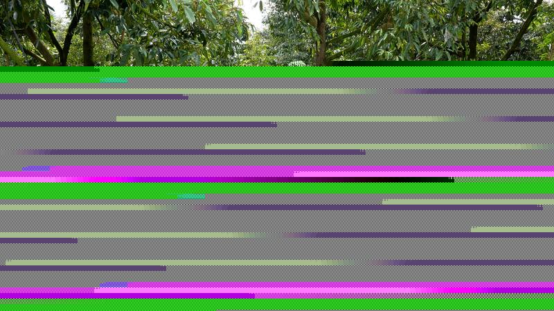 Minh bạch mã số là điều kiện quan trọng để xuất khẩu sầu riêng sang Trung Quốc