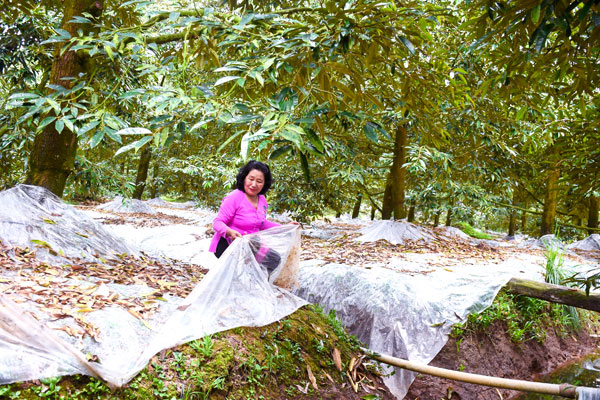 Đậy bạt phủ gốc là một trong các kỹ thuật cần thiết để xử lý sầu riêng ra hoa nghịch vụ.