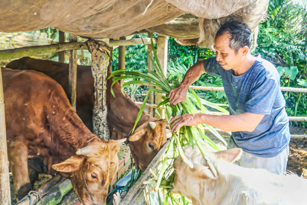 Chăn nuôi bò tại xã Trà Côn giúp các hộ đồng bào dân tộc Khmer có điều kiện mở hướng làm ăn lâu dài.