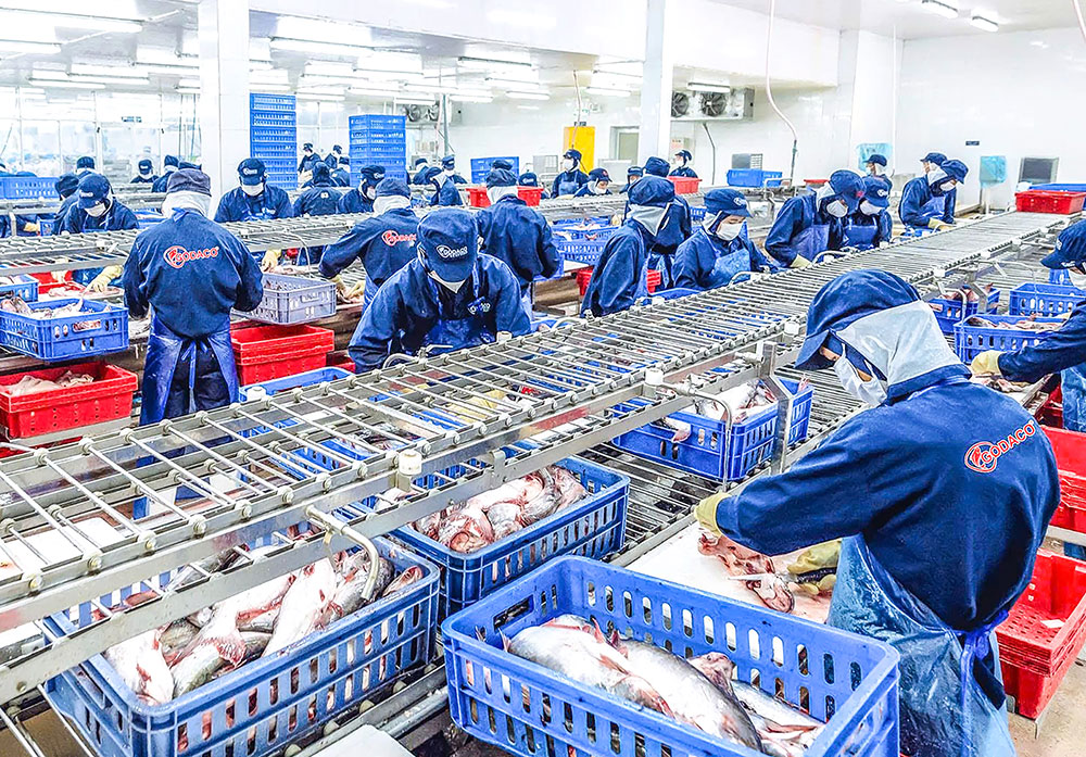 Chế biến cá tra tại Công ty CP Gò Đàng.
