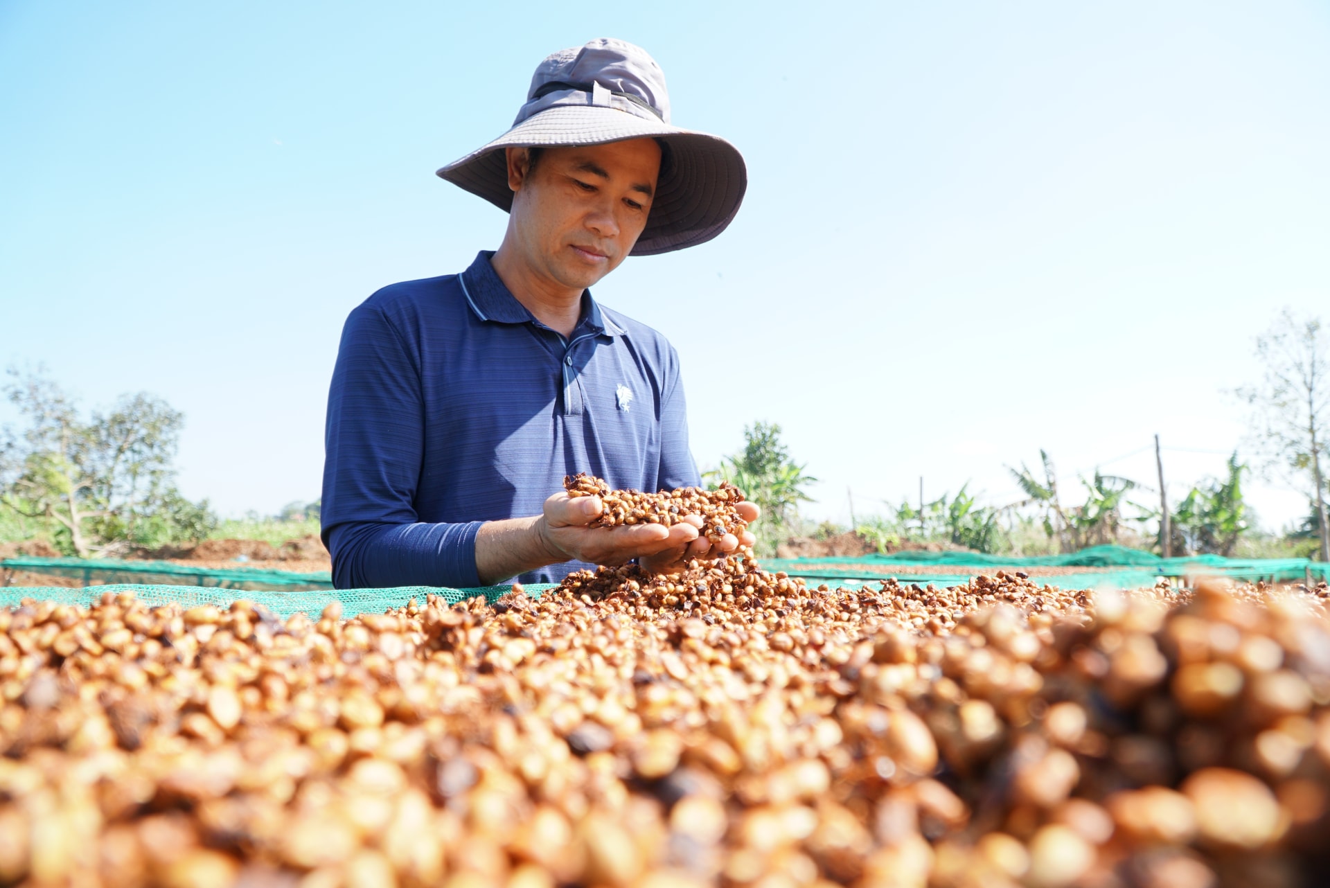 Ông Võ Đình Danh, ở xã Đức Lập, tỉnh Lâm Đồng sản xuất cà phê đặc sản trên vùng cà phê lâu đời Đức Lập