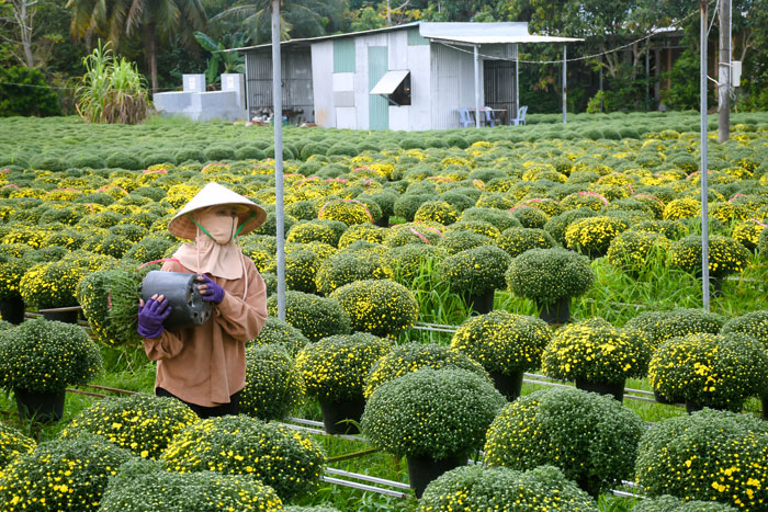 Một vài vườn hoa đã có thương lái đến chọn mua.