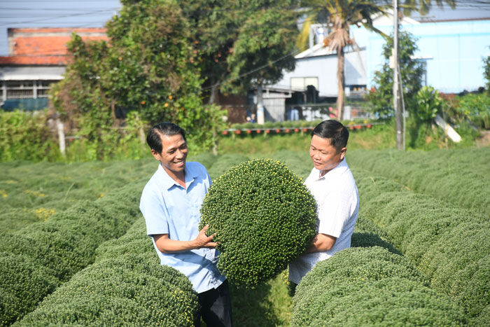 Ông Đặng Văn Mi (bên phải) cho biết HTX Nông nghiệp Long Thới đã kết nối tiêu thụ hoa cúc cho bà con.