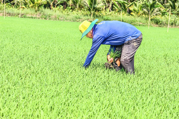 Nông dân cần chủ động hơn trong việc điều chỉnh sản xuất, thời điểm lấy nước, chăm sóc cây trồng, qua đó giảm thiểu rủi ro và thiệt hại do hạn, mặn gây ra.