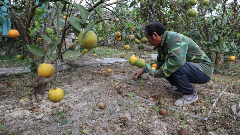 Năm nay, cam vừa mất mùa, vừa bị rụng nhiều nên người dân thất thu lớn. Ảnh: Bích Huệ