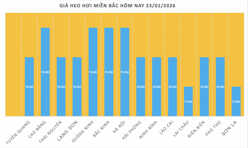 Giá heo hơi hôm nay 23/1/2026: Lên mốc 79.000 đồng/kg - 1