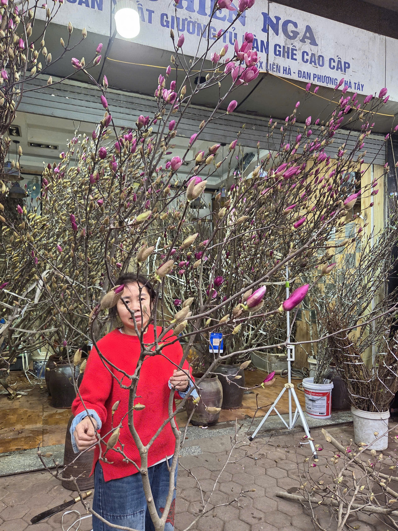 Cành mộc lan được chủ cửa hàng trên phố Hoàng Hoa Thám rao bán 600 nghìn đồng.