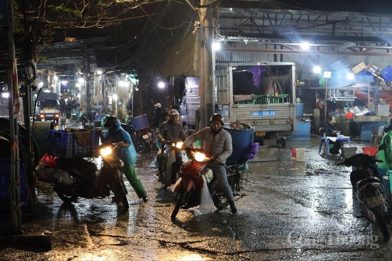 Những chuyến xe chở cá tỏa đi khắp nơi cung ứng nguồn cá chép dồi dào cho khắp các chợ dân sinh nội thành Hà Nội.