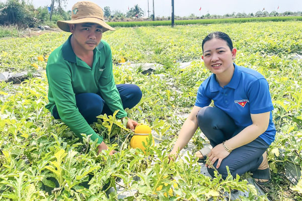 Mô hình trồng dưa hồ lô vàng của anh Trần Tấn Luôn góp thêm sắc màu mới cho nông sản địa phương.