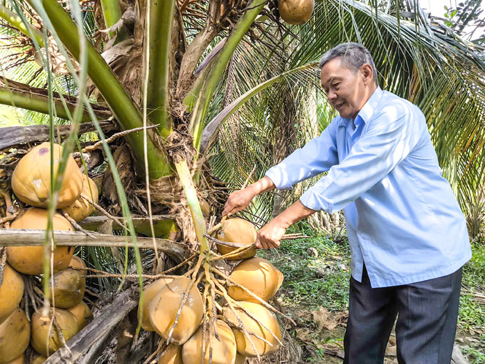 Tính đến năm 2025, diện tích dừa của tỉnh chiếm trên 50% tổng diện tích dừa cả nước.