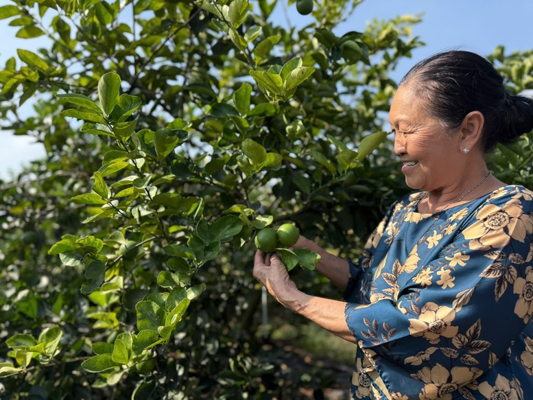 Nhiều địa phương đẩy mạnh sản xuất theo tiêu chuẩn VietGAP, GlobalGAP, thúc đẩy cấp mã số vùng trồng - Ảnh: VGP/Đỗ Hương