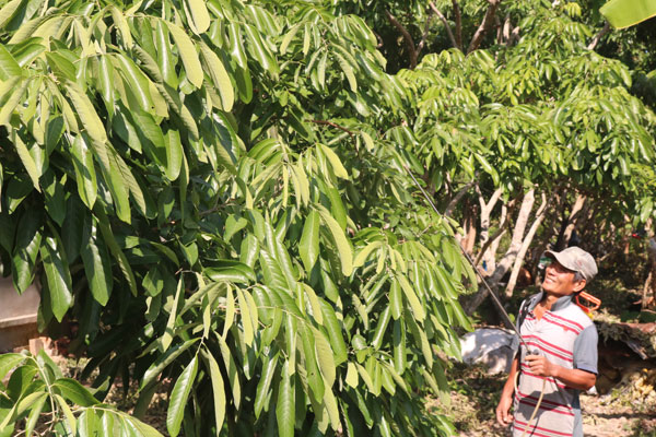 Nhà vườn ở xã An Bình đang chăm sóc để nhãn ra hoa, thu hoạch vào tháng 5-6 âm lịch.