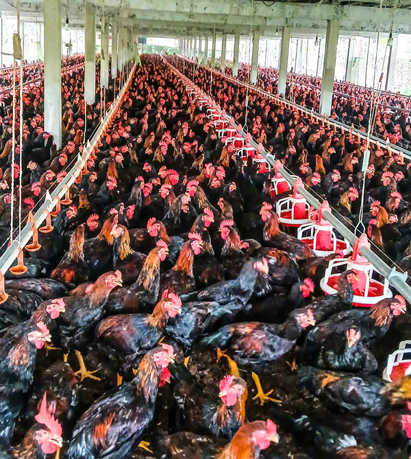 Ứng dụng khoa học công nghệ trong chăn nuôi đã và đang mang lại nhiều hiệu quả tích cực.