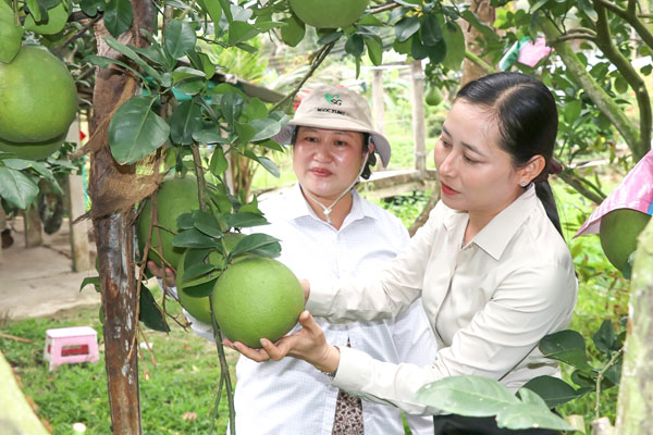 Bà Nguyễn Thị Hồng Thảo- Chủ tịch Hội Nông dân xã Càng Long (bên phải) tham quan mô hình trồng bưởi da xanh của hội viên.