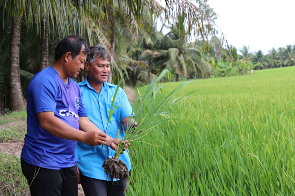 Ruộng lúa tham gia Đề án Phát triển bền vững 1 triệu hecta chuyên canh lúa chất lượng cao, phát thải thấp gắn với tăng trưởng xanh vùng ĐBSCL của HTX Nông nghiệp Rạch Lọp, xã Hùng Hòa.