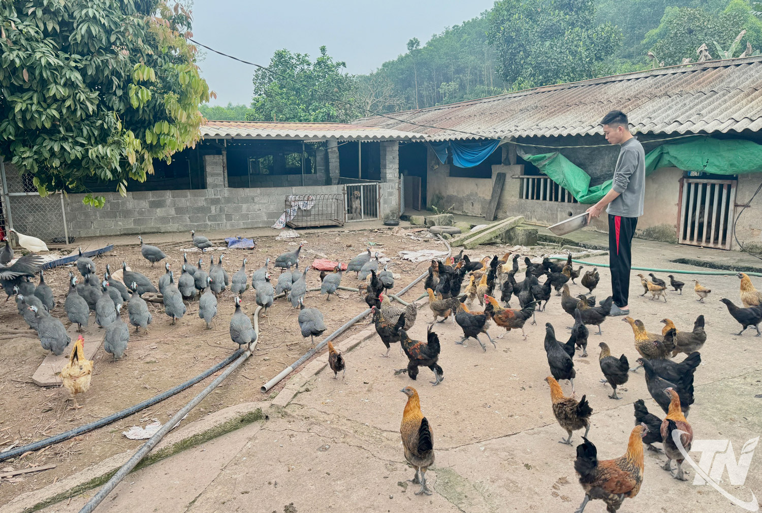 Gia đình chị Hà Thị Thìn đa dạng đàn vật nuôi, đáp ứng nhu cầu thị trường.