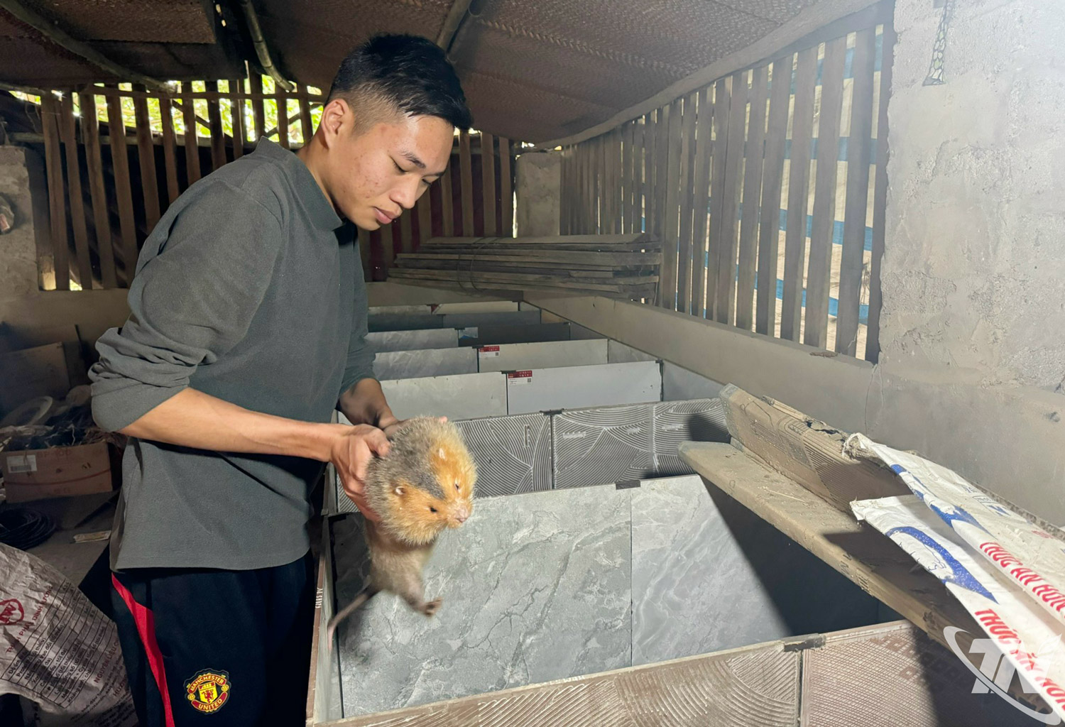 Gia đình chị Hà Thị Thìn đang thử nghiệm nuôi dúi má đào để tăng thêm nguồn thu nhập.