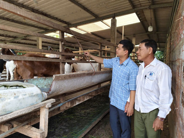 Chăn nuôi dê ở Ba Tri.